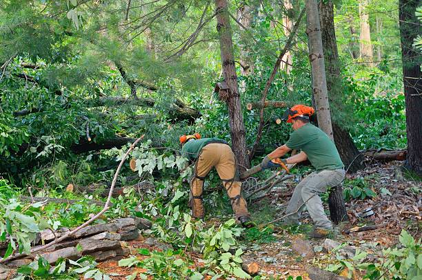 Best Commercial Tree Services  in Killen, AL